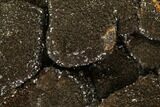 Septarian Dragon Egg Geode - Black Crystals #111229-3